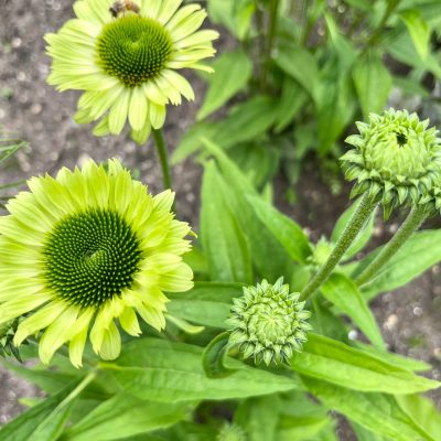 Zonnehoed in verschillende kleuren