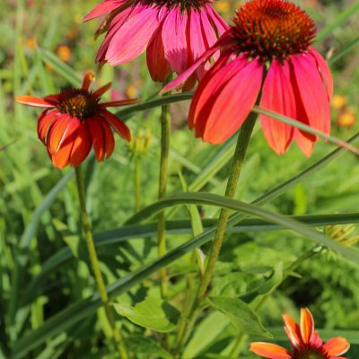 Beplanting in de tuin.