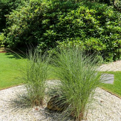 Siergrassen in Landelijke tuin Wageningen