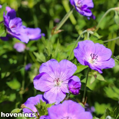 Bepalnting tuin Zetten