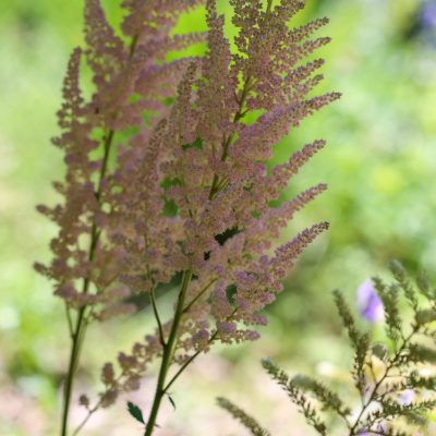 Beplanting landelijke tuin