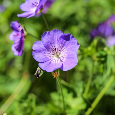 Beplanting tuin Wageningen