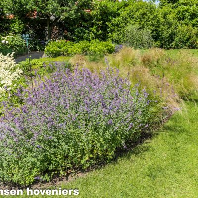 Beplanting, landelijke natuurlijke tuin.