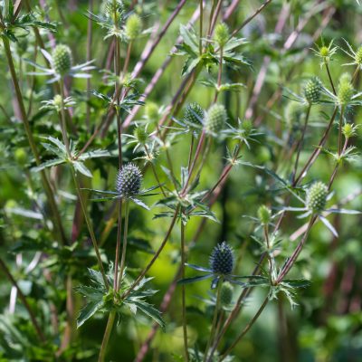 Eryngium alpinum