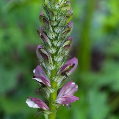 Tuin beplanting Lensen hoveniers